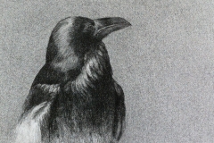 Raven, 2017. Art by Cecilie Nyman